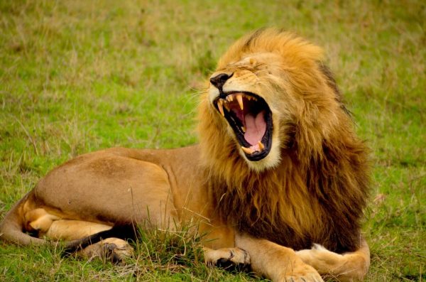 significado de los animales el león