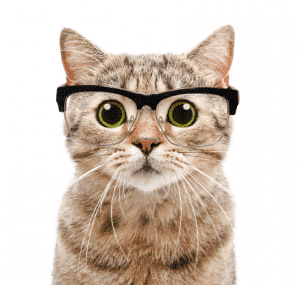 Gato_Test_Inteligencia