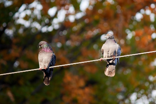 test como saber si le gustas