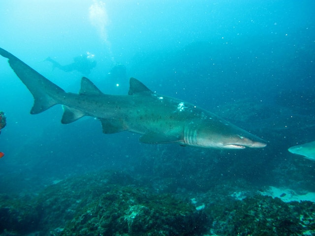 Shark with divers